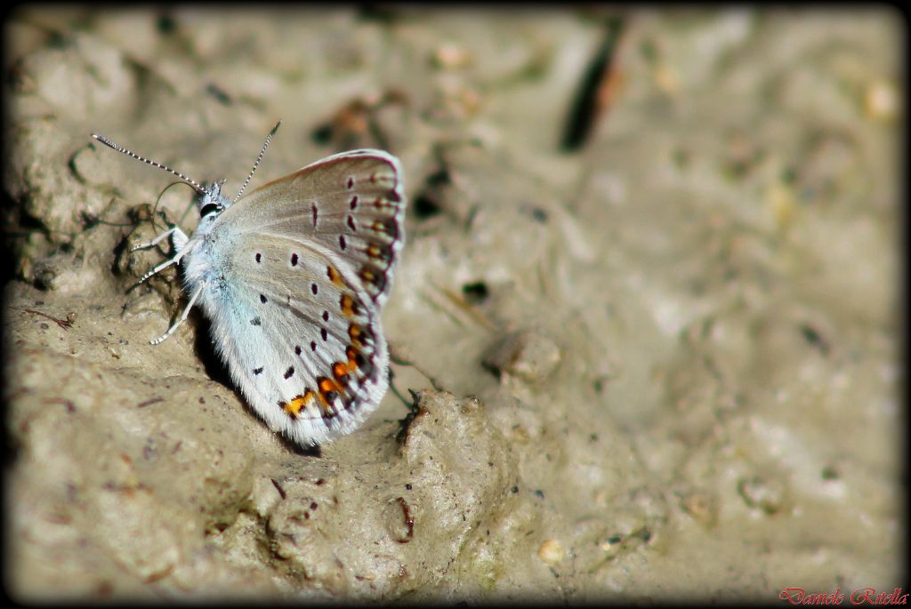 Maschio di Polyommatus icarus???